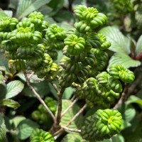 Hedyotis quinquinervia Thwaites